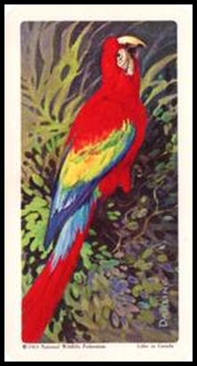 11 Scarlet Macaw